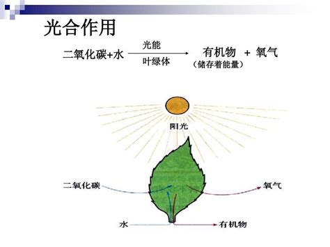 佳里光合作用|光合作用